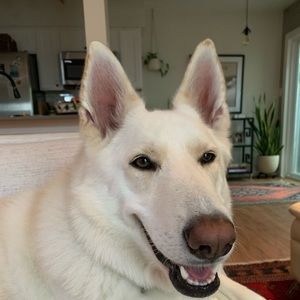 Meet your Posher, Alison